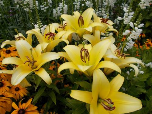 Моє захоплення